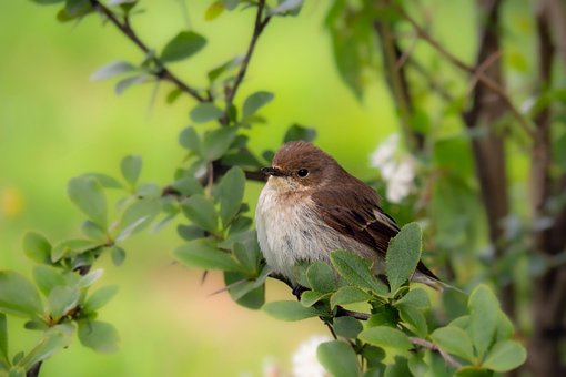 Free Bird Sparrow photo and picture