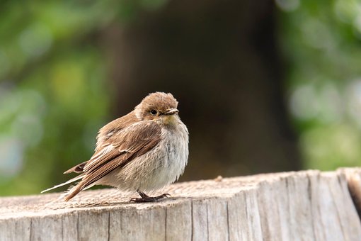 Free Bird Sparrow photo and picture