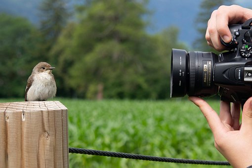 Free Bird Sparrow photo and picture