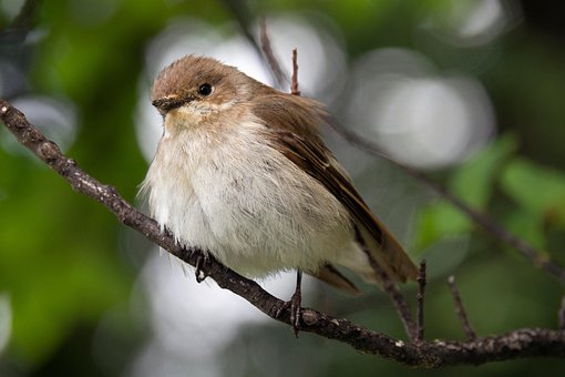 Free Bird Sparrow photo and picture