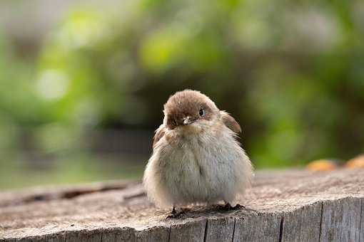 Free Bird Sparrow photo and picture