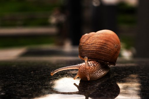 Free Snail Shell photo and picture