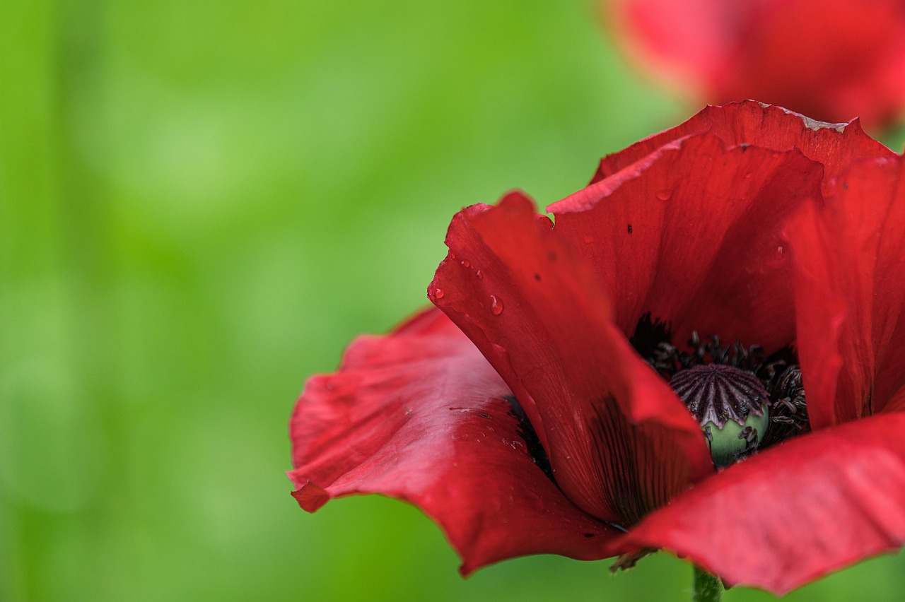 罂粟 花 红罂粟 - Pixabay上的免费照片 - Pixabay