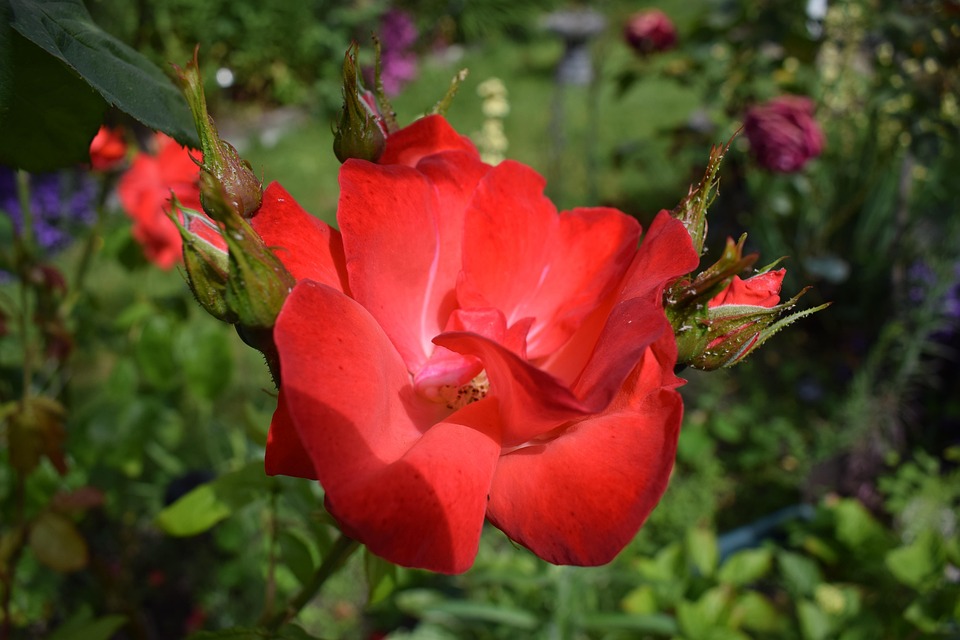 Phota Roes Roes Rot Blume - Kostenloses Foto auf Pixabay - Pixabay