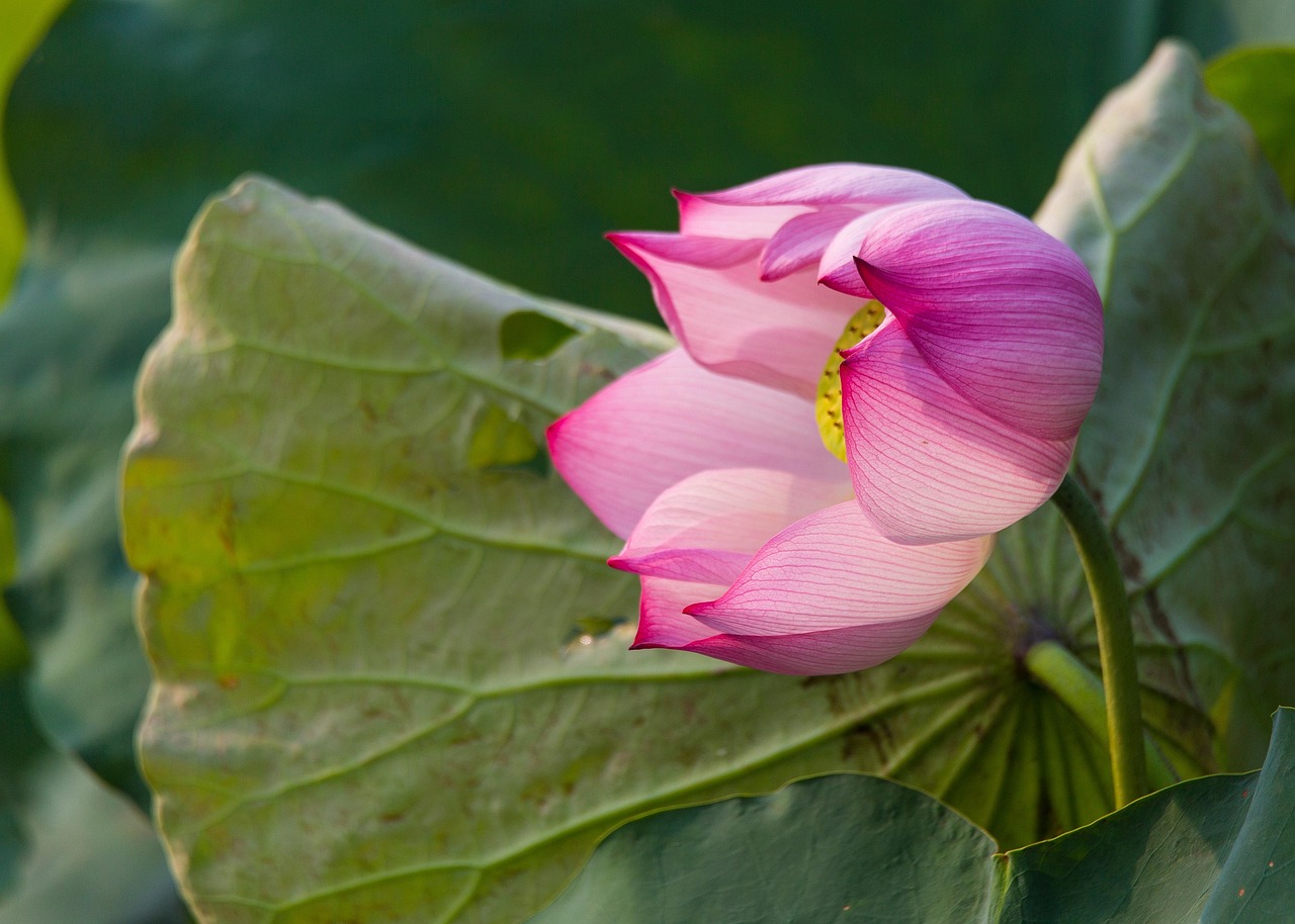 Loto Flor Rosa De - Foto gratis en Pixabay - Pixabay