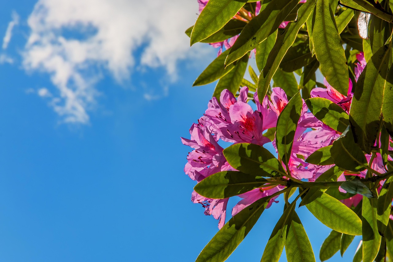 rhododendron-flowers-plant-free-photo-on-pixabay-pixabay