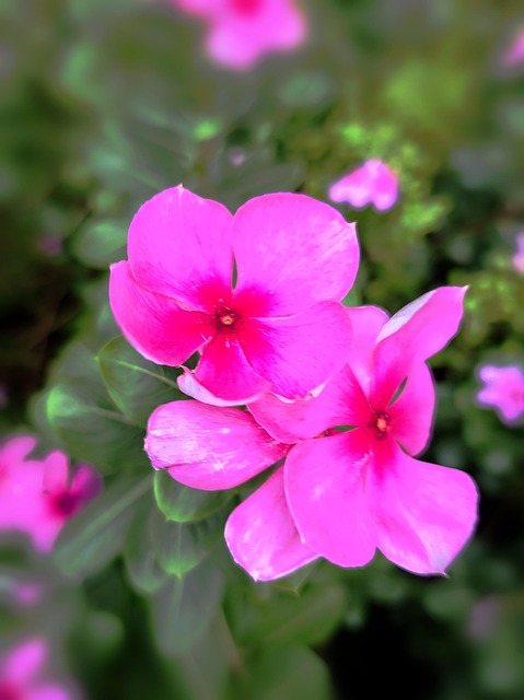 Immergrün, Blumen, Pflanze, Pinke Blumen