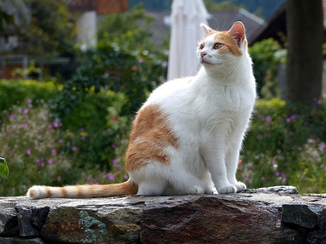 猫 宠物 猫科动物 - Pixabay上的免费照片 - Pixabay