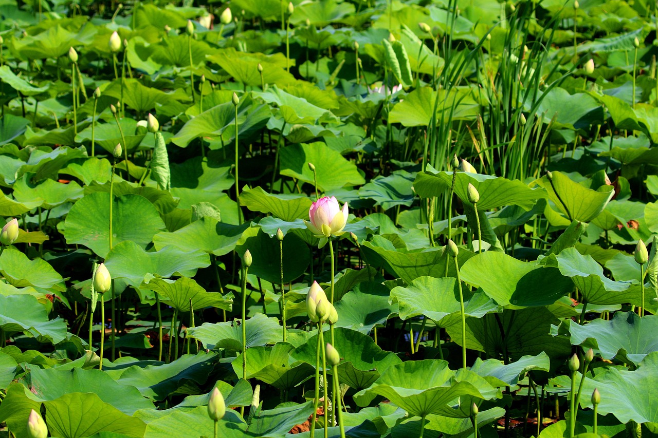 Lotuses Flowers Pink Lotus Free photo on Pixabay Pixabay