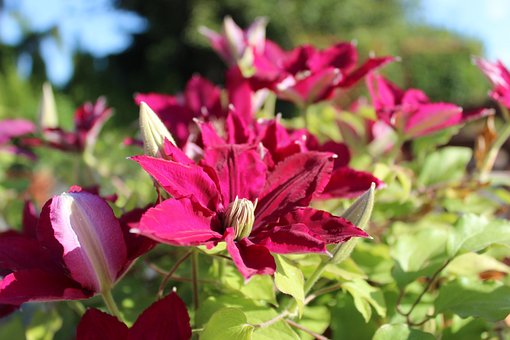 Rote Clematis, Karminrote Blume