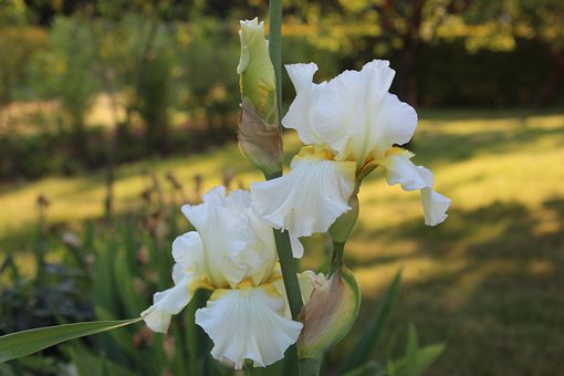 Weiße Iris, Sommer, Garten, Natur