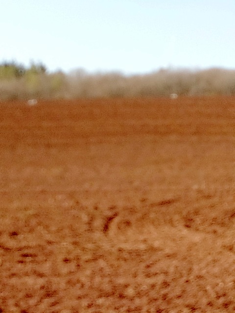 Field Fields Stork - Free photo on Pixabay - Pixabay