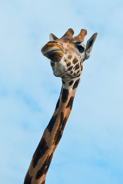 Free Giraffe Neck photo and picture