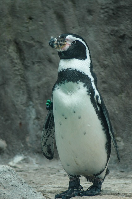 Free Penguin Bird photo and picture