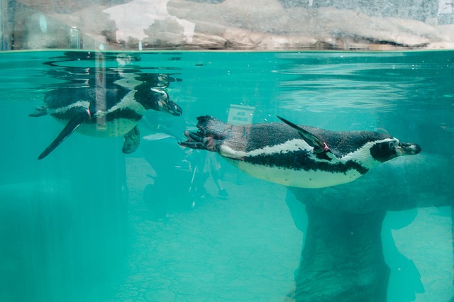 Free Penguin Swim photo and picture