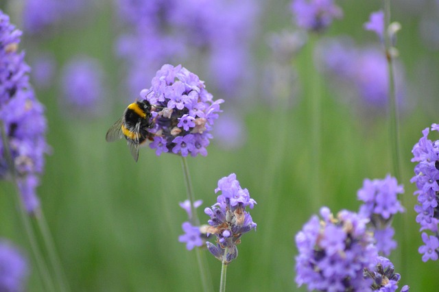 Free Bee Flower Background photo and picture