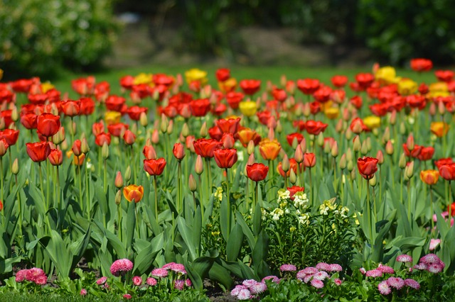 Free Tulips Flowers photo and picture