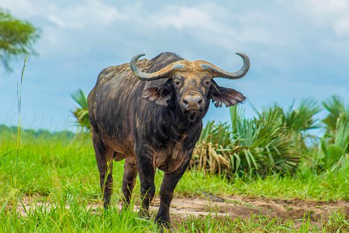 Free Buffalo Animal photo and picture