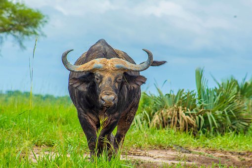 Free Buffalo Animal photo and picture