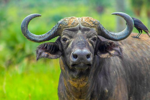 Free Buffalo Animal photo and picture