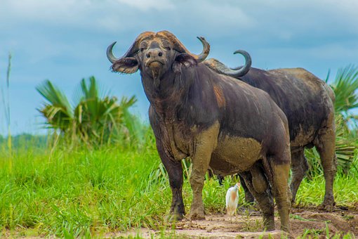 Free Buffaloes Animals photo and picture