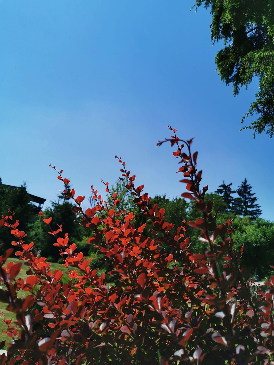 灌木 红色的 天空 - Pixabay上的免费照片 - Pixabay