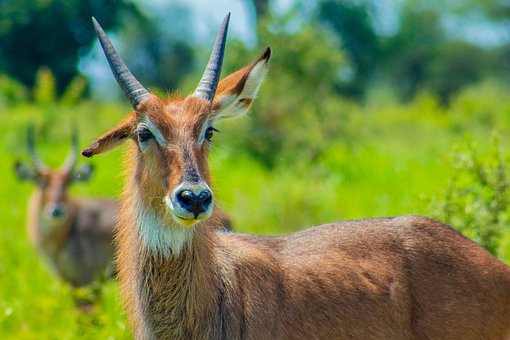 Free Waterbuck Antelope photo and picture