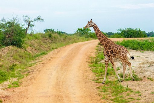 Free Giraffe Road photo and picture