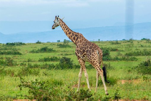 Free Giraffe Animal photo and picture