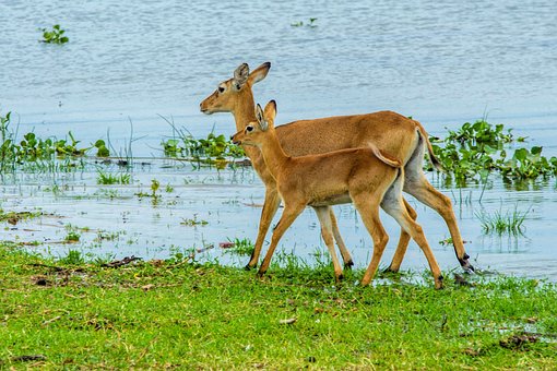 Free Gazelle Antelope photo and picture