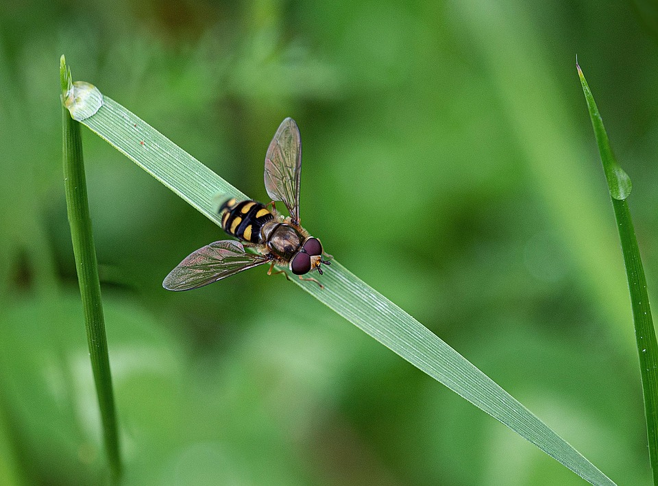 Hoverfly Insect Grass Flower - Free photo on Pixabay - Pixabay