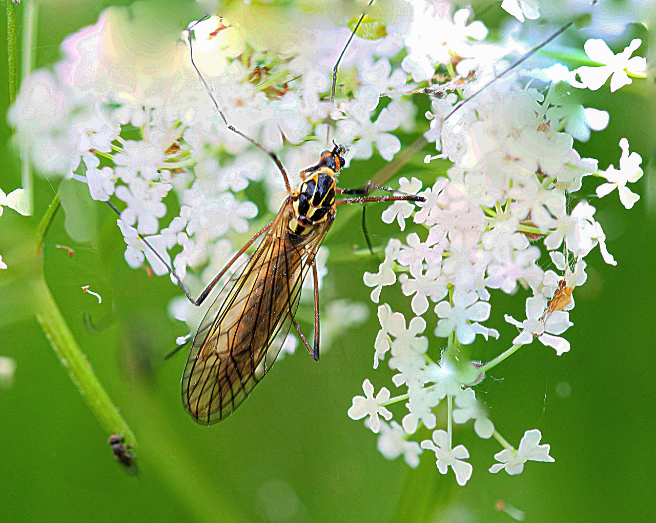 昆虫 自然 关闭 - Pixabay上的免费照片 - Pixabay