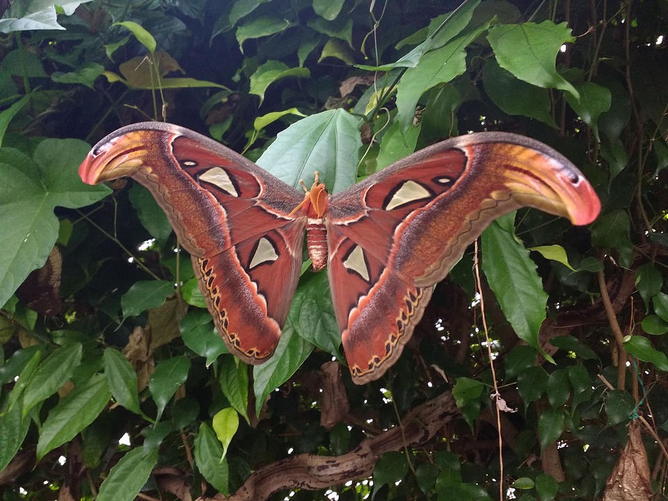 Common Jungle Insects Jungle Insect Bugs - Free photo on Pixabay - Pixabay