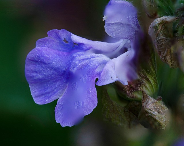 Salvie, Blomst, Plante, Blå Salvie