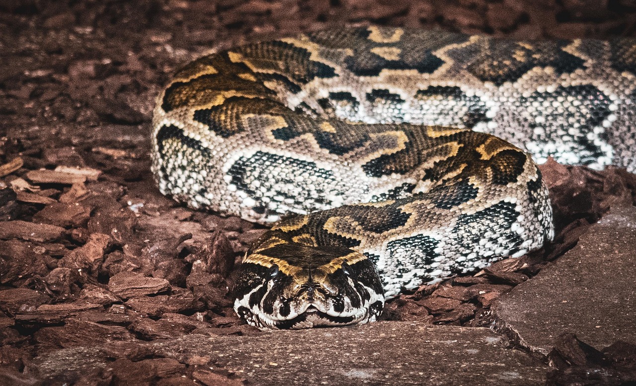 Python Snake Reptile - Free photo on Pixabay - Pixabay