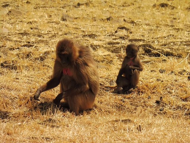 Free Ethiopia Ape photo and picture
