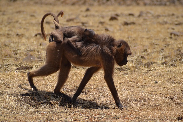 Free Monkeys Baby Monkey photo and picture