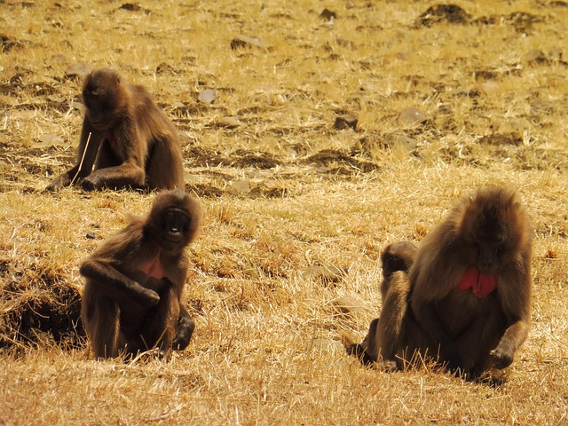 Free Ethiopia Ape photo and picture
