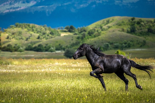 Free Horse Stallion photo and picture Free Horse Stallion photo and picture