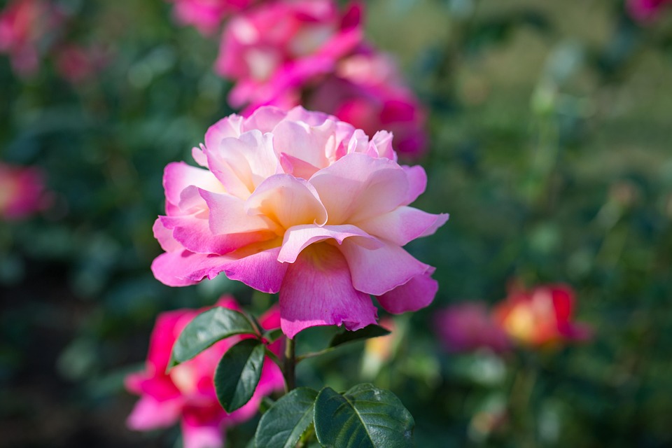 Rose Image Link Des Roses Fleurs - Photo gratuite sur Pixabay - Pixabay