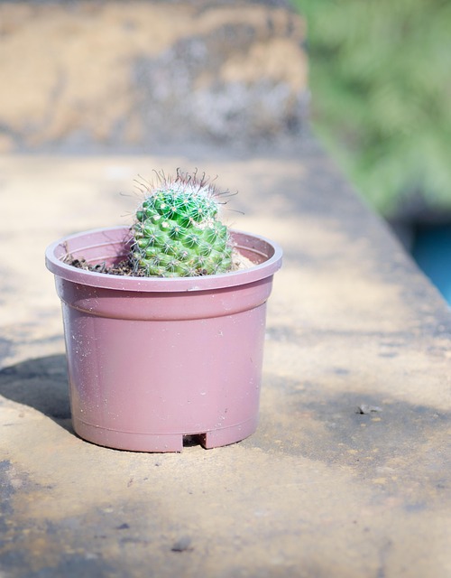 Free Cactus Cactus Plant photo and picture