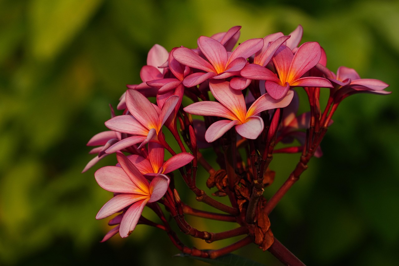 Flowers Petals Bouquet Free photo on Pixabay Pixabay