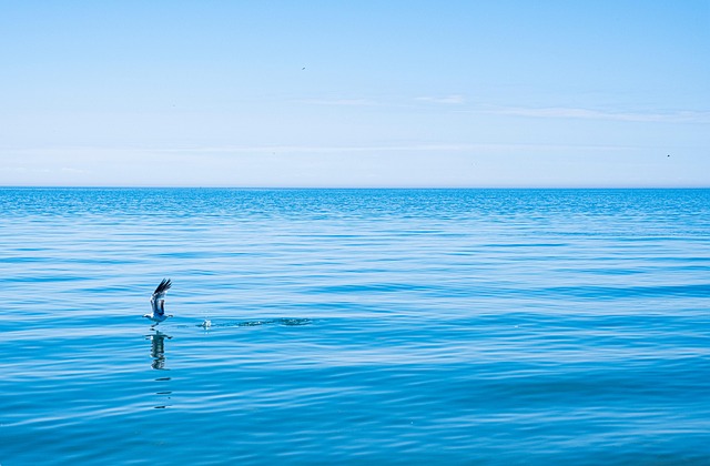 Vogel, Fliegend, Flügel, Meer, Ozean