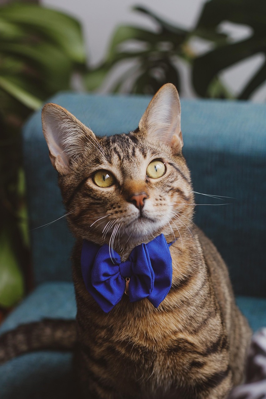 Cat Pet Feline Free photo on Pixabay Pixabay