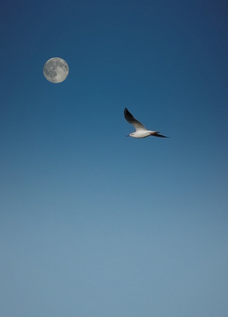 Free Moon Nature photo and picture