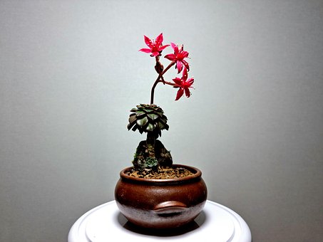 Free Succulents Carrasol photo and picture