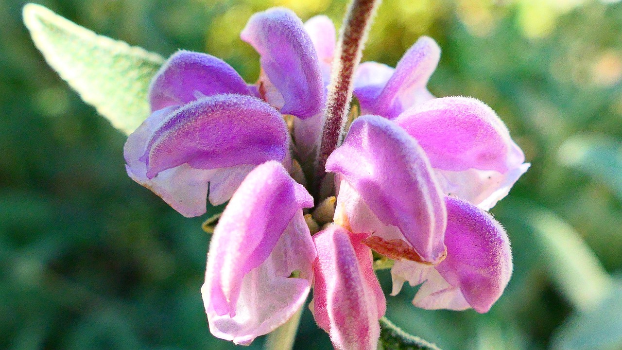 Purple Jerusalem Sage Flower Free photo on Pixabay Pixabay