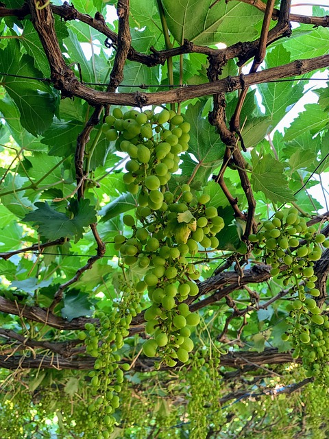 Free Grapes Ninh Thuan photo and picture
