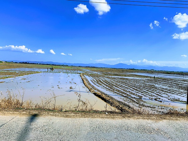 Free Rice Field Rice Sowing Season photo and picture