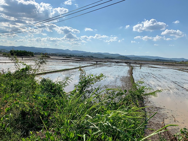 Free Rice Field Rice Sowing Season photo and picture